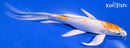 8.5" HARIWAKE BUTTERFLY