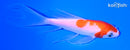 4.5" KOHAKU BUTTERFLY