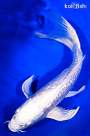 9" GINRIN DOITSU PLATINUM OGON BUTTERFLY