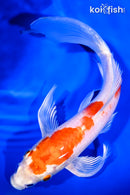 9.5" HARIWAKE BUTTERFLY