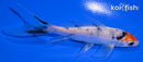 4.75" YAMATO NISHIKI BUTTERFLY