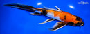 9.25" KIN SHOWA BUTTERFLY