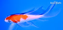 4.5" KOHAKU BUTTERFLY