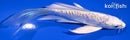 5.5" DOITSU PLATINUM OGON BUTTERFLY