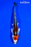 5.25" KUJAKU