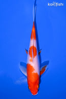 6.25" KOHAKU