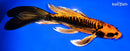 9.25" BENI KIKOKURYU BUTTERFLY
