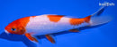 6.25" KOHAKU
