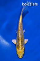 5.75" GINRIN LEMON HARIWAKE