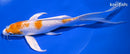 8.5" HARIWAKE BUTTERFLY