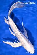 8.25" DOITSU PLATINUM OGON  BUTTERFLY