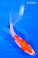 4.5" KOHAKU BUTTERFLY