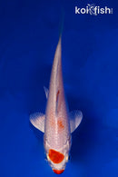 5" MARUTEN HARIWAKE
