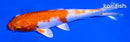 5.25" HARIWAKE