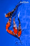 PACK OF (5) 4-5" STANDARD KOI