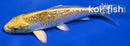 5.75" GINRIN LEMON HARIWAKE