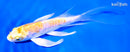 5" DOITSU LEMON HARIWAKE BUTTERFLY