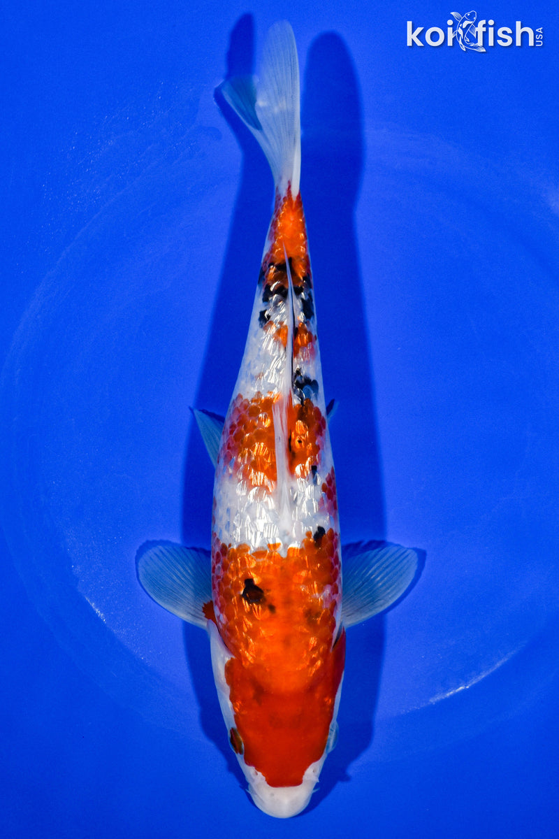 8.5" GINRIN SANKE