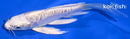 5.5" DOITSU PLATINUM OGON BUTTERFLY