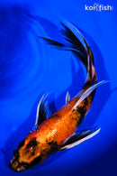 9.25" KIN SHOWA BUTTERFLY