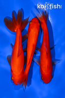 PACK OF (3) 4-5" WAKIN GOLDFISH