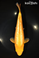 10.25" " YELLOW MONKEY" KARASHIGOI