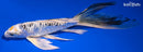 8.75" DOITSU KUJAKU BUTTERFLY