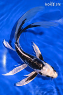 10" KIKOKURYU BUTTERFLY