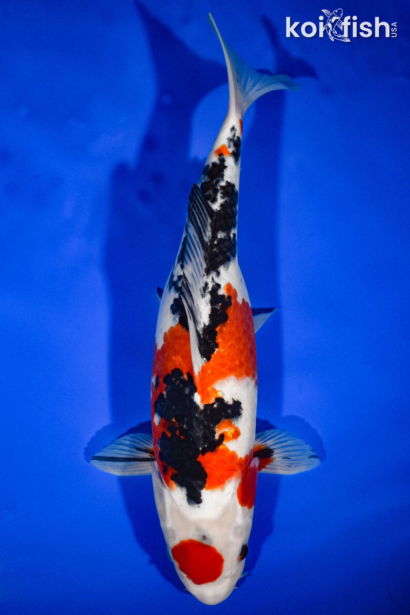 13.5" MARUTEN SANKE