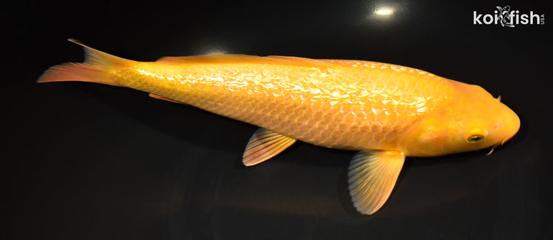 10.25" " YELLOW MONKEY" KARASHIGOI