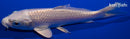 5.25" PLATINUM OGON