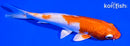 5.25" HARIWAKE