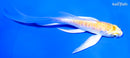 5" DOITSU LEMON HARIWAKE BUTTERFLY