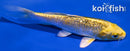 5.75" GINRIN LEMON HARIWAKE