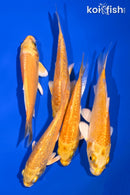 PACK OF (5) 4-4.5" STANDARD KOI