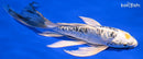8.75" DOITSU KUJAKU BUTTERFLY