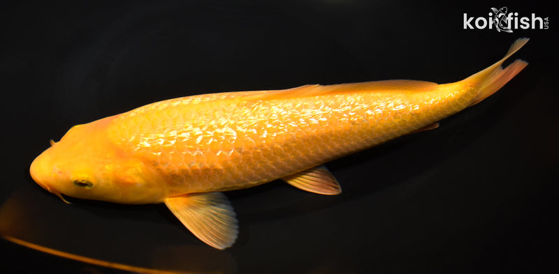 10.25" " YELLOW MONKEY" KARASHIGOI