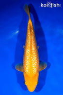 10.25" " YELLOW MONKEY" KARASHIGOI