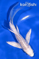 5.5" DOITSU PLATINUM OGON BUTTERFLY