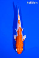 5.25" HARIWAKE