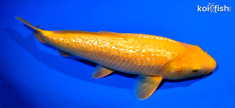 10.25" " YELLOW MONKEY" KARASHIGOI