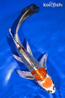 9" MARUTEN KUJAKU BUTTERFLY