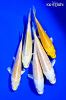 PACK OF (5) 4-5" YAMABUKI OGON STANDARD KOI