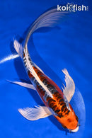 9.5" DOITSU KUJAKU BUTTERFLY