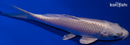 5.25" PLATINUM OGON