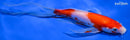 7.75" KOHAKU BUTTERFLY