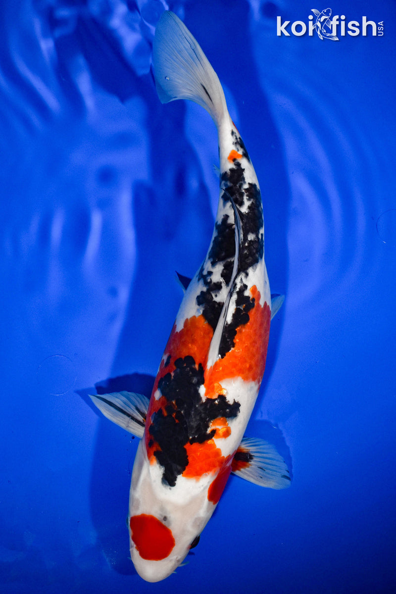 13.5" MARUTEN SANKE