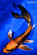 9.25" BENI KIKOKURYU BUTTERFLY