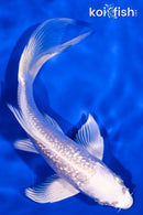 5.75" GINRIN PLATINUM OGON BUTTERFLY