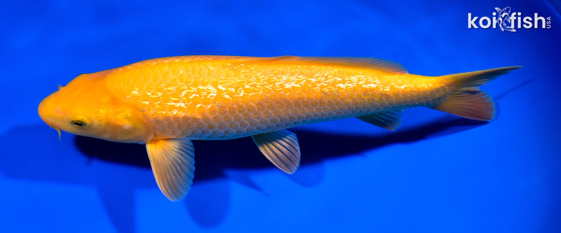 10.25" " YELLOW MONKEY" KARASHIGOI